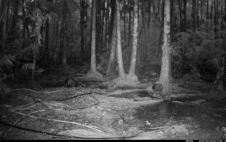 Camera Traps - September 2022