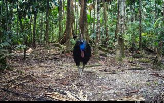 Camera Traps - September 2022