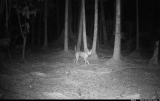 Camera Traps - September 2022