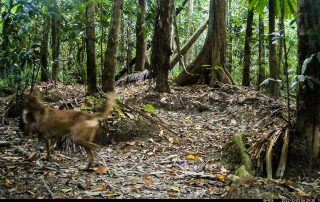 Camera Traps - October 2022