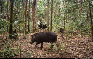 Camera Traps - October 2022