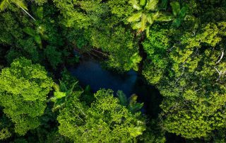 Camera Traps - November 2022