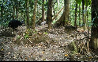 Camera Traps - November 2022