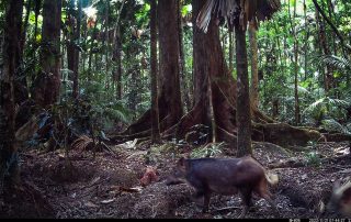 Camera Traps - November 2022