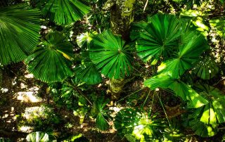 Camera Traps - November 2022