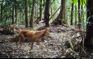 Camera Traps - November 2022