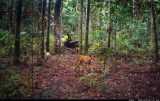 Camera Traps - December 2022