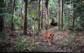 Camera Traps - February 2023