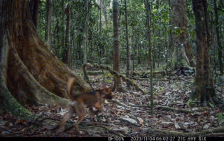 Camera Traps - November 2023