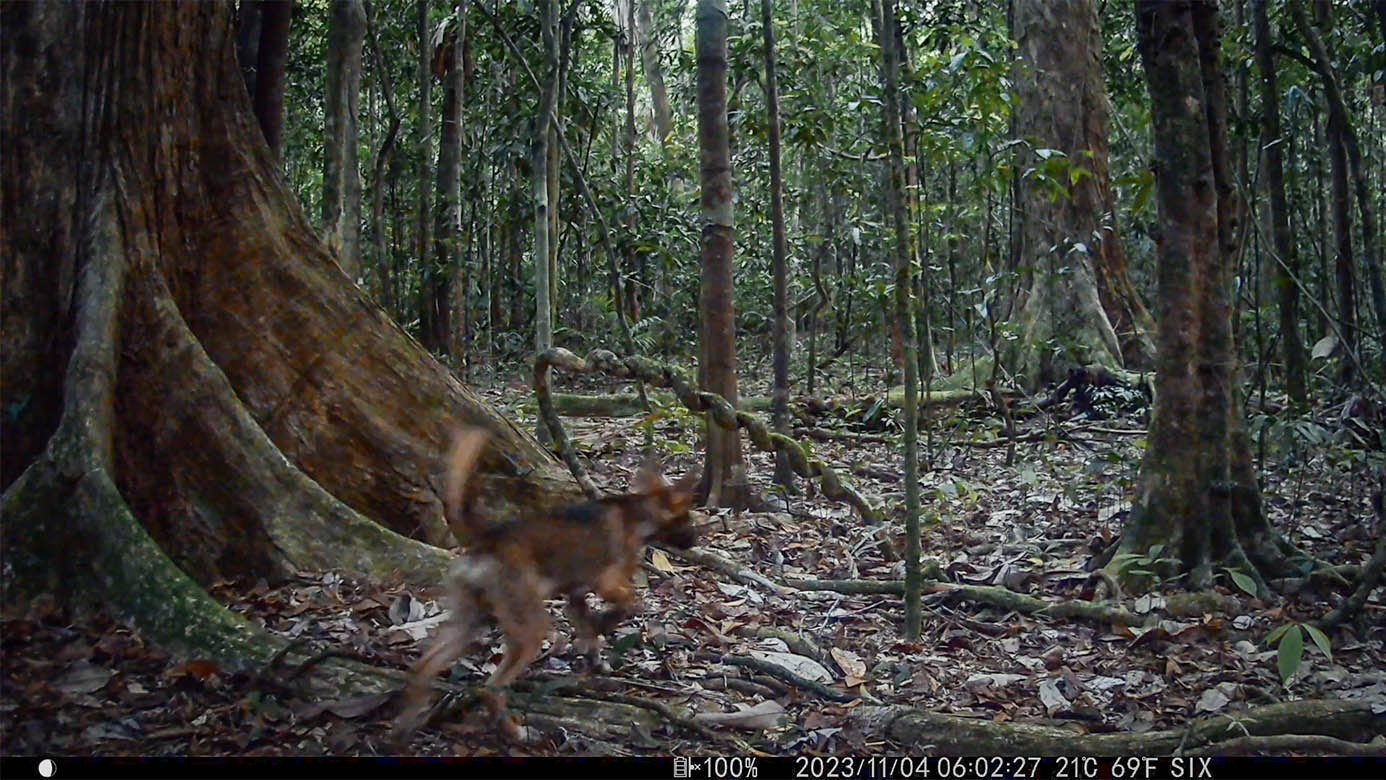 Camera Traps - November 2023
