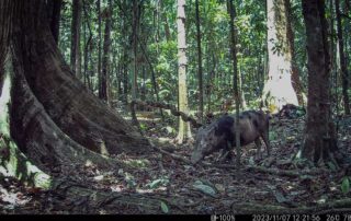 Camera Traps - November 2023