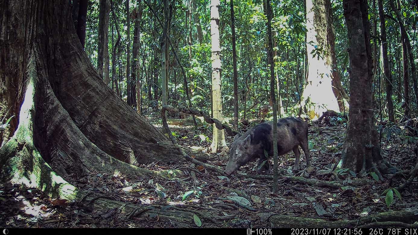 Camera Traps - November 2023