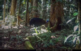 Camera Traps - November 2023