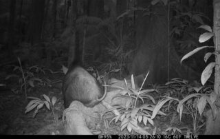 Daintree Rainforest Camera Traps - 2023