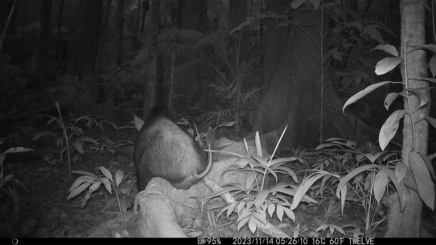 Daintree Rainforest Camera Traps - 2023