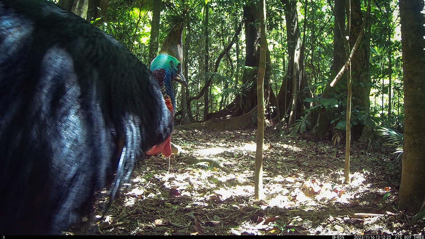 Camera Traps - November 2023