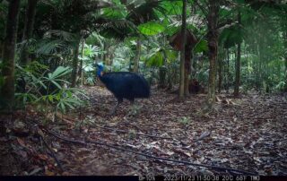 Camera Traps - November 2023