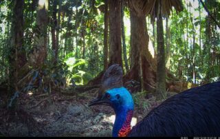 Camera Traps - December 2023