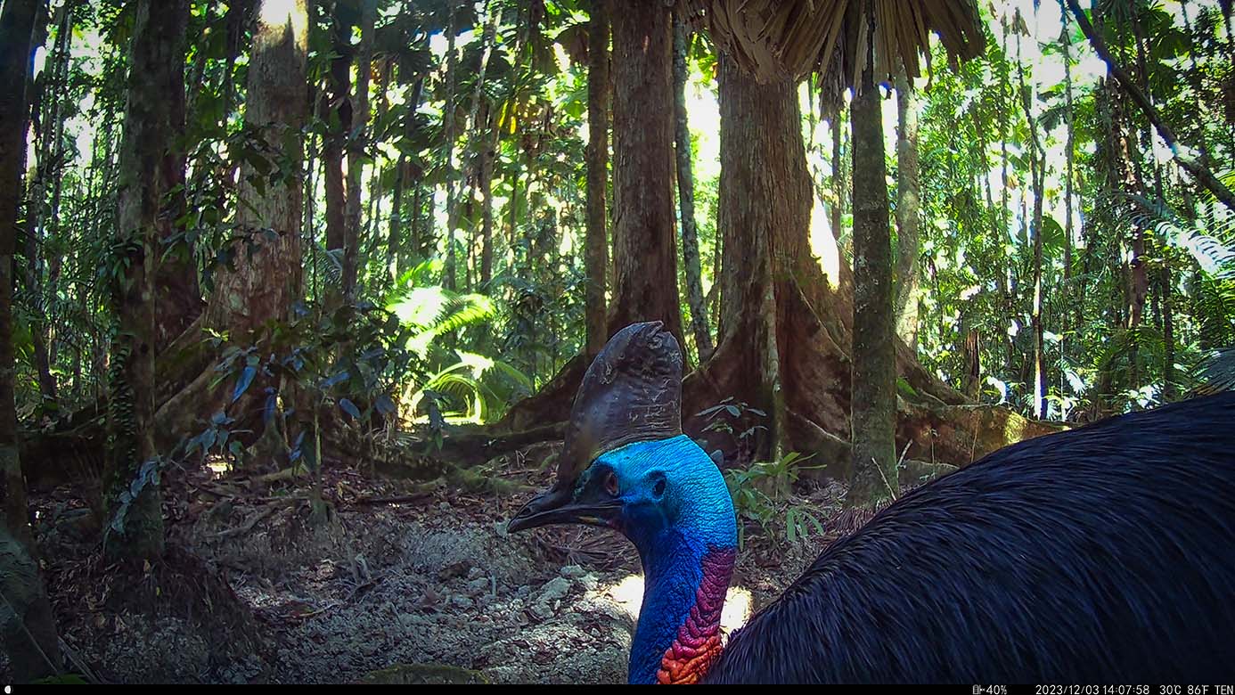 Camera Traps - December 2023