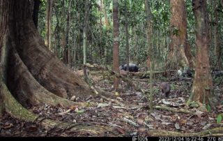 Camera Traps - December 2023