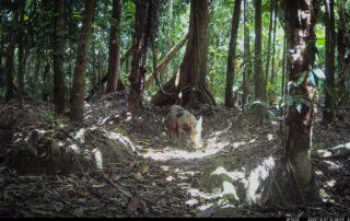 Camera Traps - December 2023