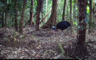 Camera Traps - December 2023