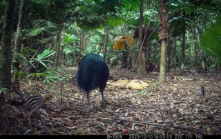 Camera Traps - December 2023