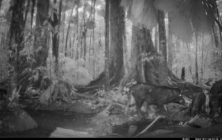 Camera Traps - December 2023