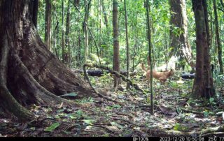 Camera Traps - December 2023