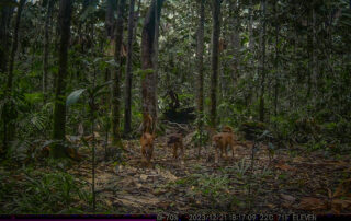 Daintree Rainforest Camera Traps - 2023