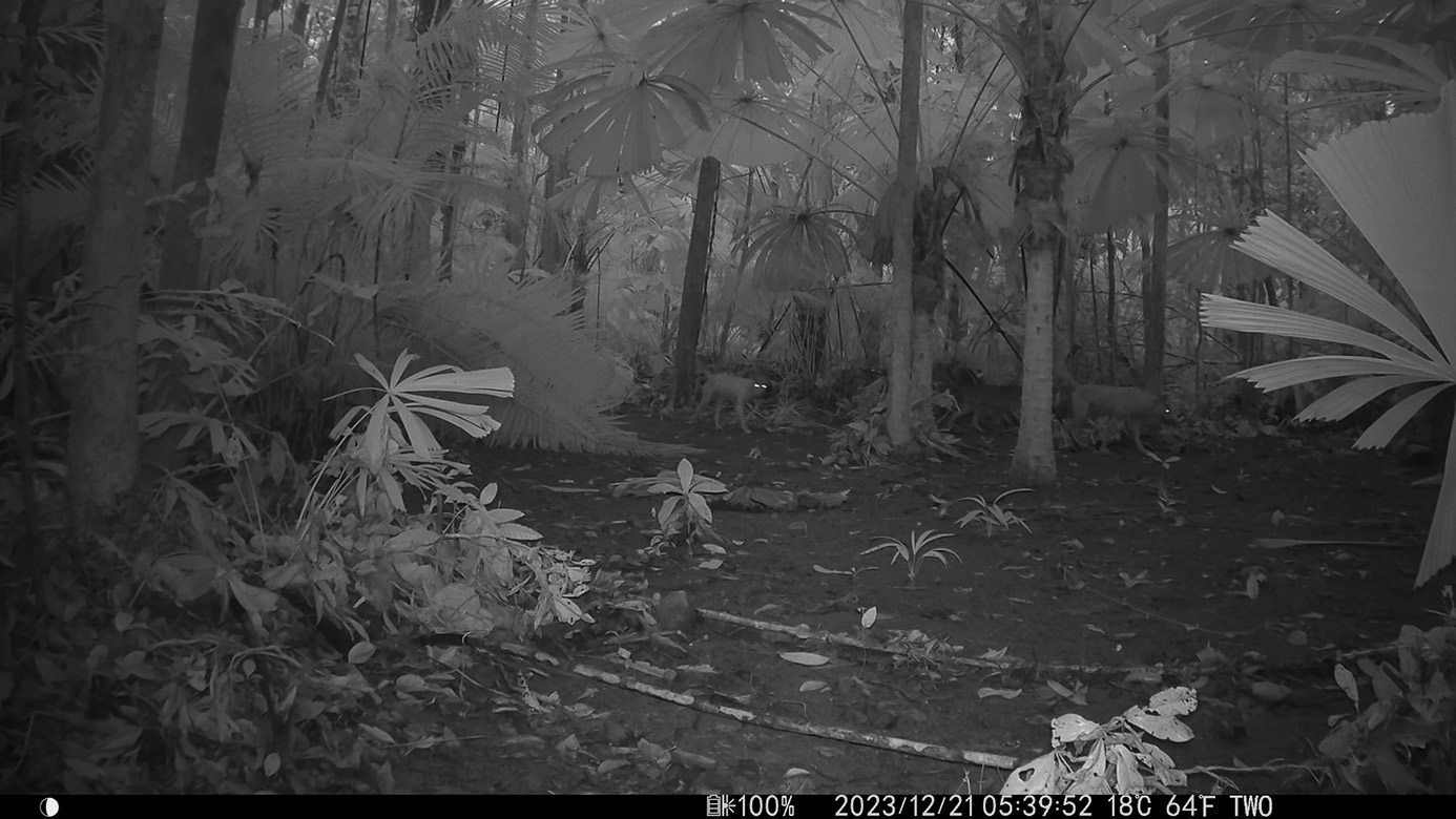 Camera Traps - December 2023