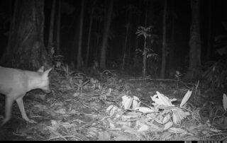 Daintree Rainforest Camera Traps - 2023