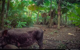 Camera Traps - December 2023