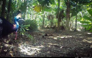 Camera Traps - December 2023