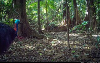 Camera Traps - December 2023