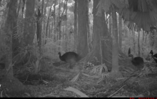 Camera Traps - December 2023