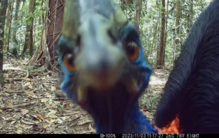 Daintree Rainforest Camera Traps - 2023