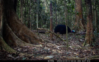 Camera Traps - January 2024