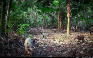 Camera Traps - January 2024