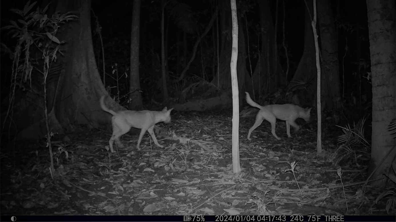 Camera Traps - January 2024