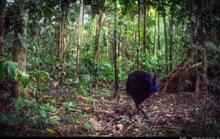 Camera Traps - January 2024