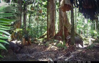 Camera Traps - January 2024