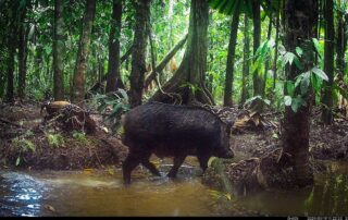 Camera Traps - January 2024