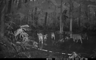 Camera Traps - January 2024