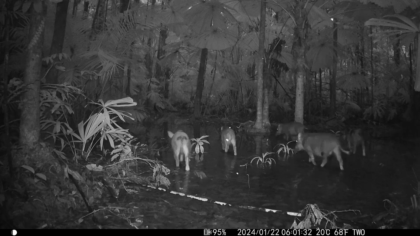 Camera Traps - January 2024