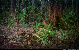 Camera Traps - January 2024