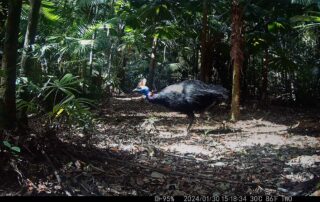 Camera Traps - January 2024