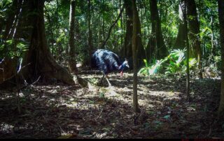 Camera Traps - January 2024