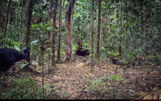 Camera Traps - February 2024