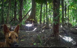Camera Traps - February 2024